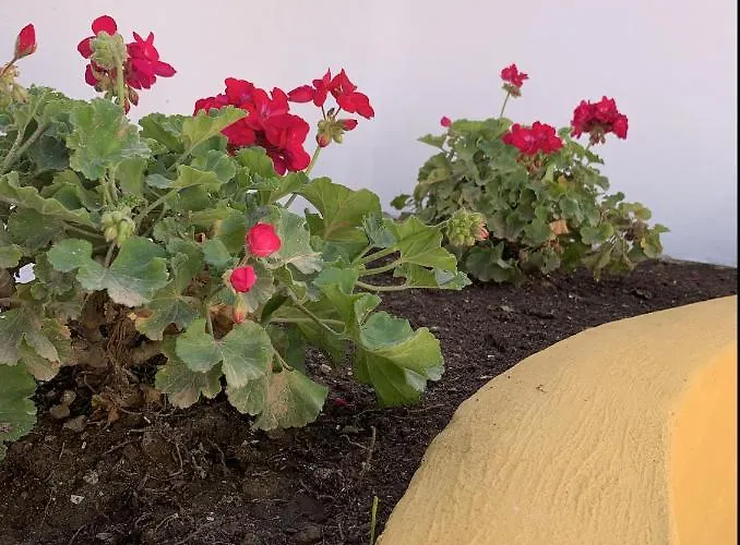 Novedad Céntrico Con Porche Y Jardín Apartamento Torremolinos